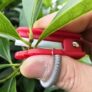 Faca de polegar e tesoura de poda de jardineiro para aparar folhas colher frutas aparar plantas |…